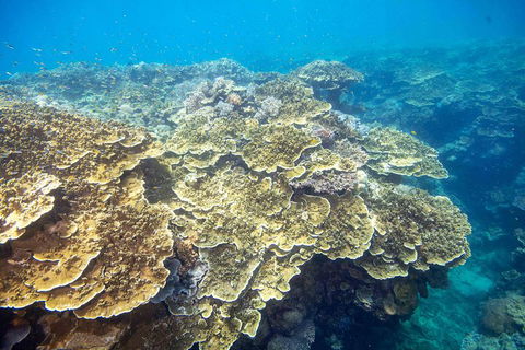 Cruise To Moore Reef Pontoon And Return Helicopter Flight From Cairns - Northern Rivers Accommodation 5