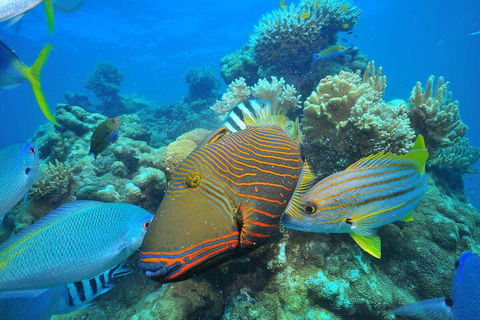 Fly To Green Island - Cruise Return - Northern Rivers Accommodation 1