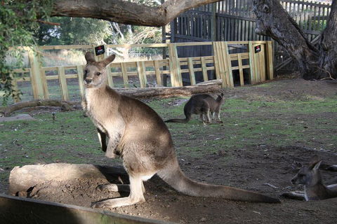 Mt. Wellington, Bonorong And Richmond Day Tour From Hobart - Northern Rivers Accommodation 2