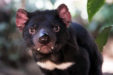 Mt. Wellington, Bonorong And Richmond Day Tour From Hobart - Northern Rivers Accommodation 3
