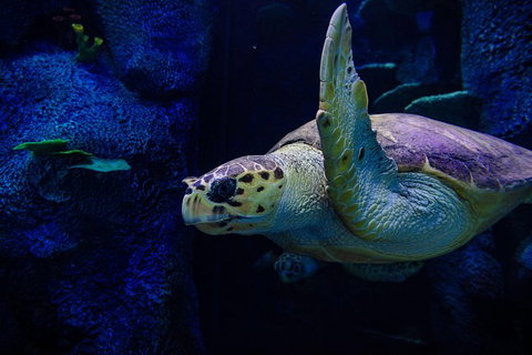 Sydney Attractions Pass: SEA LIFE Aquarium, Sydney Tower Eye, WILD LIFE Zoo And Madame Tussauds - Northern Rivers Accommodation 1