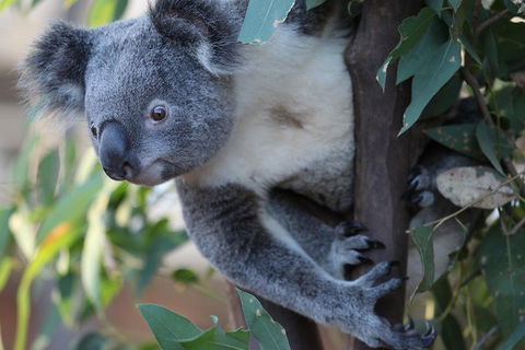 Sydney Attractions Pass: SEA LIFE Aquarium, Sydney Tower Eye, WILD LIFE Zoo And Madame Tussauds - Northern Rivers Accommodation 2