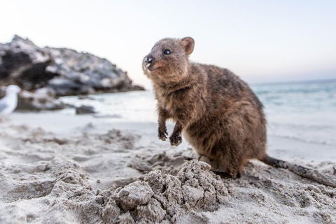 Rottnest Island All-Inclusive Grand Island Tour From Fremantle - Northern Rivers Accommodation 2