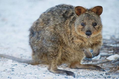 Rottnest Island Bayseeker Day Trip From Perth - Northern Rivers Accommodation 2