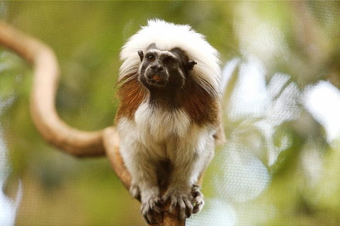 Breakfast With The Koalas At Hartley's Crocodile Park From Cairns Or Palm Cove - Northern Rivers Accommodation 3