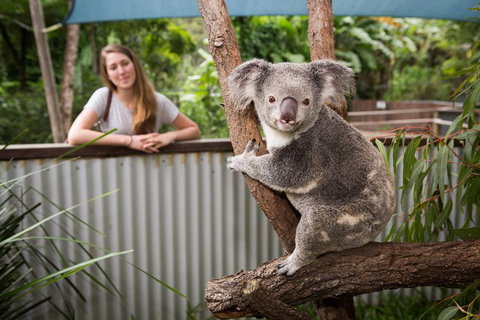 Breakfast With The Koalas At Hartley's Crocodile Park From Cairns Or Palm Cove - Northern Rivers Accommodation 5