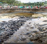 Hartley's Crocodile Adventures Day Trip from Cairns - Northern Rivers Accommodation