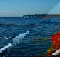 Mornington Peninsula Kayak Coastline Tour of Dolphin Sanctuary - Northern Rivers Accommodation