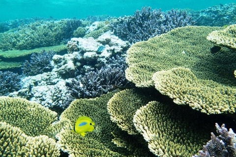 Abrolhos Islands Scenic Flight & Snorkel Adventure From Perth - Northern Rivers Accommodation 4
