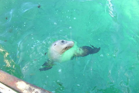 Abrolhos Islands Scenic Flight & Snorkel Adventure From Perth - Northern Rivers Accommodation 5
