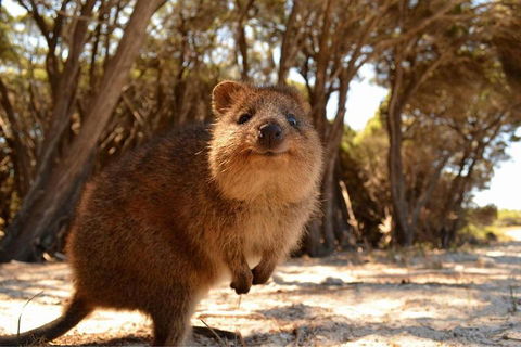 Wave Rock & Rottnest Island - Air & Ground Tour - Northern Rivers Accommodation 0