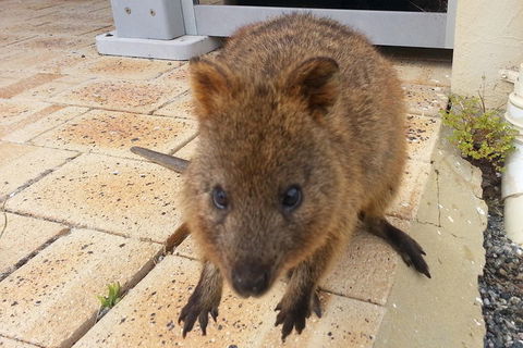 Wave Rock, Pinnacles And Rottnest One Day Aeroplane Tour - Northern Rivers Accommodation 0