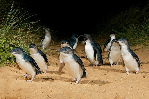 Small Group - Phillip Island Hike & Penguin Parade Day Tour From Melbourne - Northern Rivers Accommodation 1