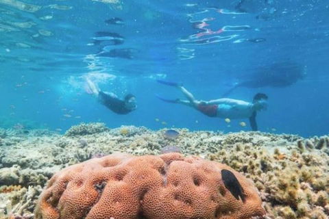 Great Barrier Reef Day Cruise To Reefworld - Northern Rivers Accommodation 1