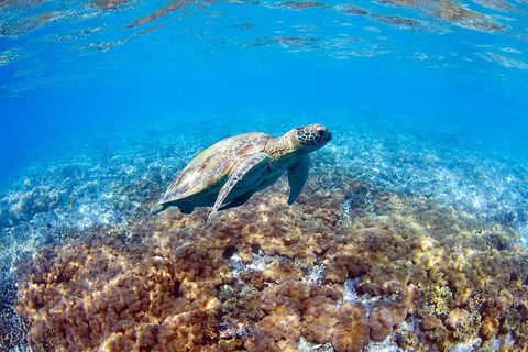 Great Barrier Reef Day Cruise To Reefworld - Northern Rivers Accommodation 5