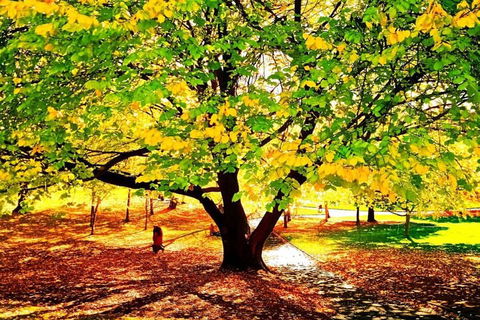 Hobart Half-Day Sightseeing Coach Tram Tour - Northern Rivers Accommodation 3
