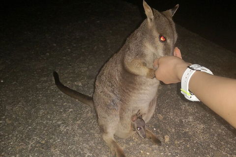 Private Tour To Paronella Park, Historic Village Herberton And Wild Life Wallaby - Northern Rivers Accommodation 0