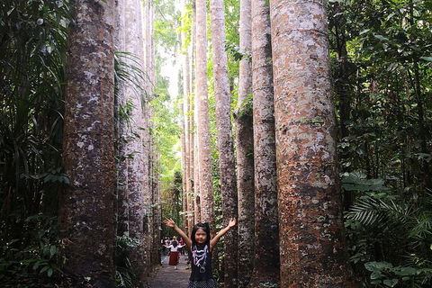 Private Tour To Paronella Park, Historic Village Herberton And Wild Life Wallaby - Northern Rivers Accommodation 2