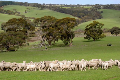Kangaroo Island Luxury Small Group 'Island Life' Full Day Tour - Northern Rivers Accommodation 1