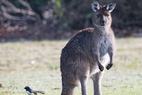 Kangaroo Island Luxury Small Group 'Island Life' Full Day Tour - Northern Rivers Accommodation 2