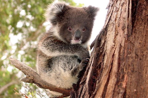 Kangaroo Island Luxury Small Group 'Island Life' Full Day Tour - Northern Rivers Accommodation 4