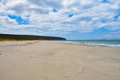 Kangaroo Island Luxury Small Group 'East End Explorer' Full Day Tour - Northern Rivers Accommodation 3