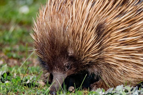 Kangaroo Island Luxury Small Group 'East End Explorer' Full Day Tour - Northern Rivers Accommodation 5