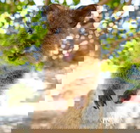 Discover Rottnest with Ferry  Bus Tour from Perth or Fremantle - Northern Rivers Accommodation