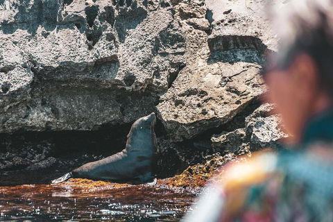 Adventure Rottnest Tour With Ferry & Adventure Cruise From Perth Or Fremantle - Northern Rivers Accommodation 1