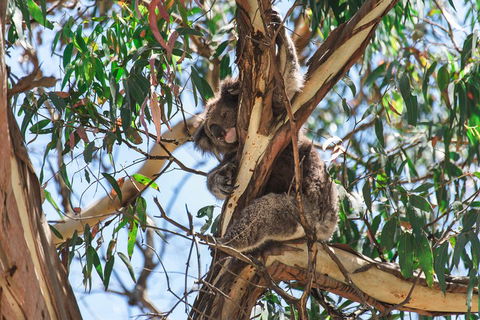 Full-Day Great Ocean Road And 12 Apostles Sunset Tour From Melbourne - Northern Rivers Accommodation 2