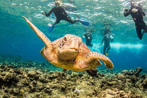 Great Barrier Reef Diving And Snorkeling Cruise From Cairns - Northern Rivers Accommodation 3
