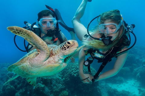 Great Barrier Reef Diving And Snorkeling Cruise From Cairns - Northern Rivers Accommodation 4