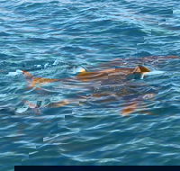 Roebuck Bay Snubfin Dolphin Cruise - Northern Rivers Accommodation