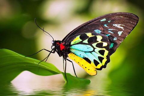Australian Butterfly Sanctuary - Northern Rivers Accommodation 4