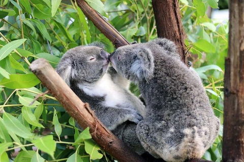 Classic Kuranda By Skyrail And Scenic Railway Including Rainforestation, Koala And Wildlife Park And Pamagirri Aboriginal Experi - Northern Rivers Accommodation 3