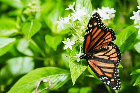 Australian Butterfly Sanctuary- Virtual Interactive Tour With Private Guide - Northern Rivers Accommodation 4