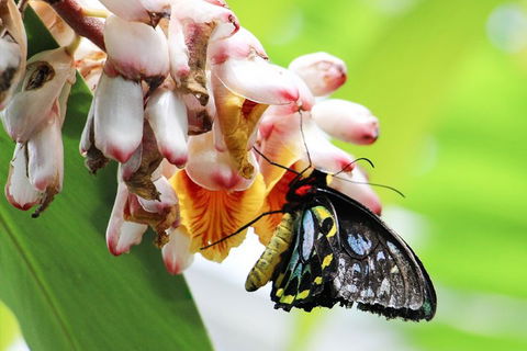 Australian Butterfly Sanctuary- Virtual Interactive Tour With Private Guide - Northern Rivers Accommodation 5
