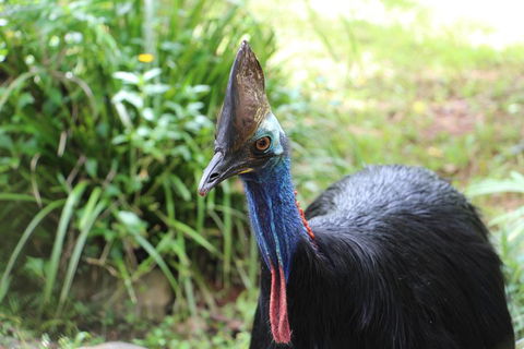 Kuranda Rainforestation Nature Park Ticket (BNP) - Northern Rivers Accommodation 3