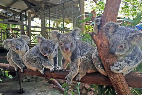 Kuranda Rainforestation Nature Park Ticket (BNP) - Northern Rivers Accommodation 4