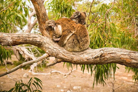 3 Day Port Lincoln And Coffin Bay Private Tour - Northern Rivers Accommodation 5