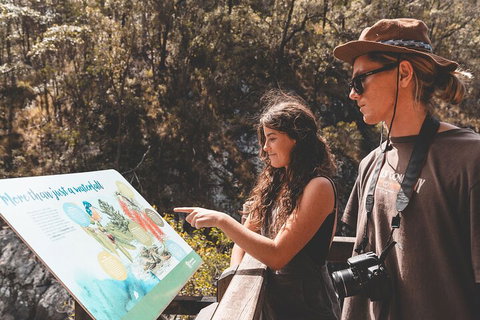 Springbrook AndTamborine Rainforest Tour Incl Natural Bridge And Glow Worm Cave - Northern Rivers Accommodation 0