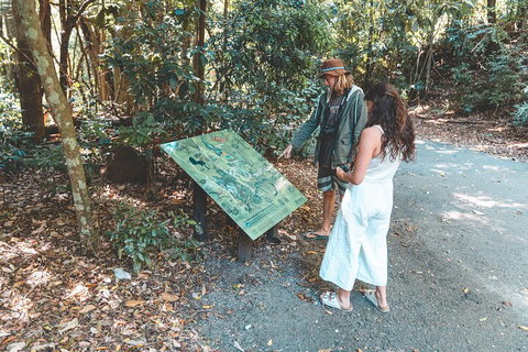 Springbrook AndTamborine Rainforest Tour Incl Natural Bridge And Glow Worm Cave - Northern Rivers Accommodation 5