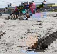 Kangaroo Island in a Day Tour from Adelaide - Northern Rivers Accommodation