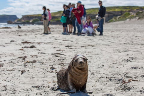 Kangaroo Island In A Day Tour From Adelaide - Northern Rivers Accommodation 0