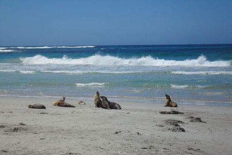 Kangaroo Island In A Day Tour From Adelaide - Northern Rivers Accommodation 1