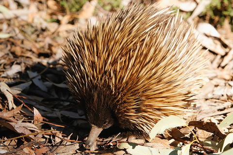Kangaroo Island In A Day Tour From Adelaide - Northern Rivers Accommodation 2