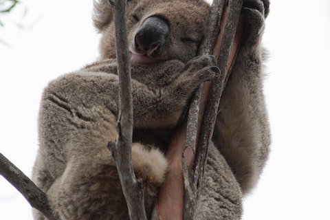 2-Day Kangaroo Island 4WD Small-Group Tour From Adelaide - Northern Rivers Accommodation 0