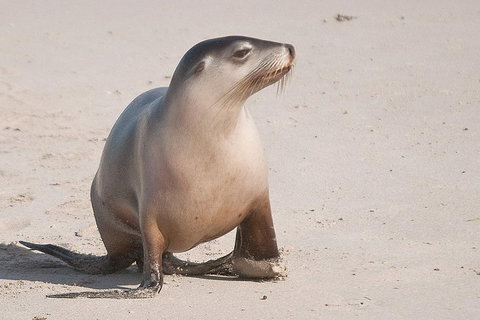 2-Day Kangaroo Island 4WD Small-Group Tour From Adelaide - Northern Rivers Accommodation 4