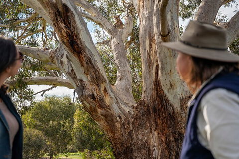 Full Day Flinders Chase Tour From Kangaroo Island - Northern Rivers Accommodation 5