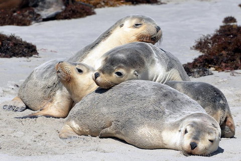 Small-Group Kangaroo Island 4WD Tour From Adelaide - Northern Rivers Accommodation 1